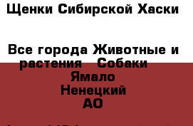 Щенки Сибирской Хаски - Все города Животные и растения » Собаки   . Ямало-Ненецкий АО